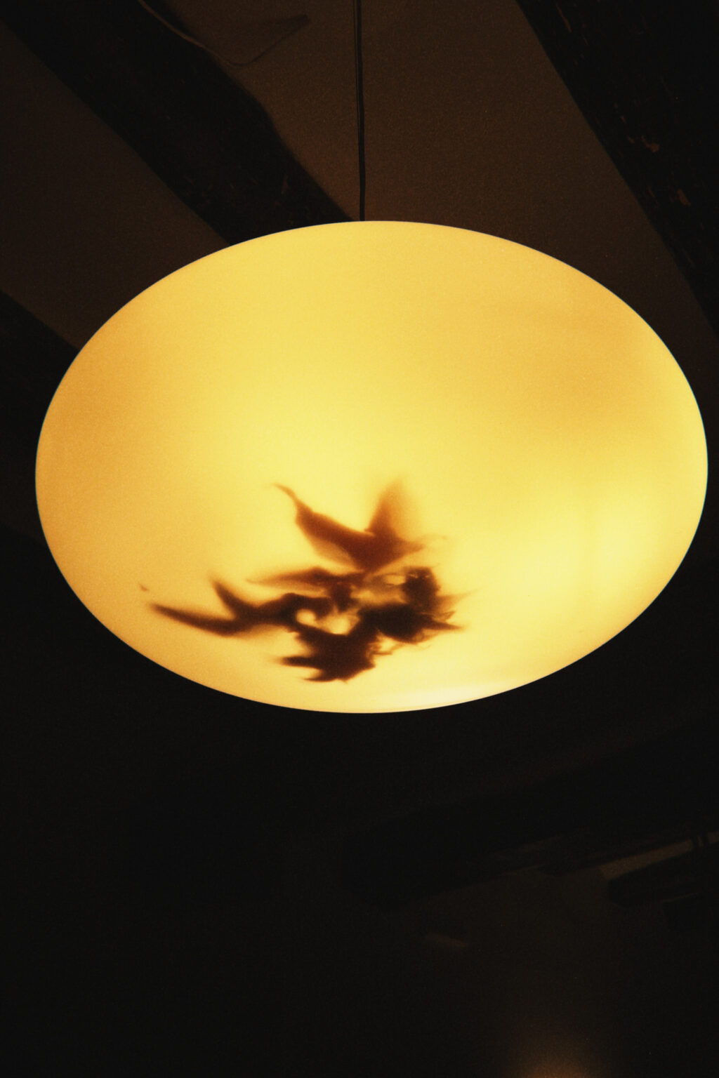 taylor foto film9 (fqs 2024 12 01 201241.395)